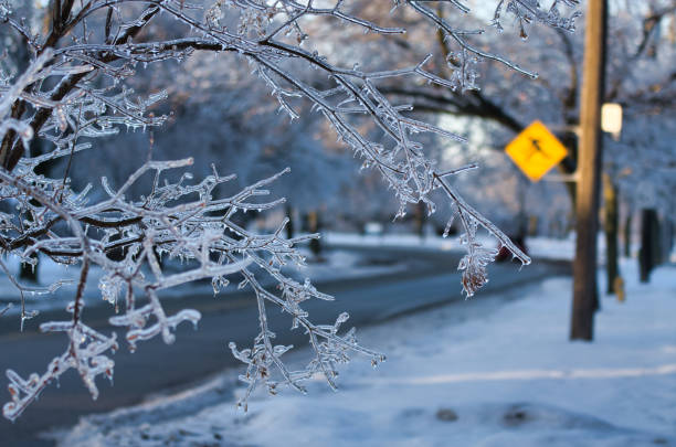 frozen-branches-in-foreground-of-photo-taken-after-2013-toronto-ice-storm